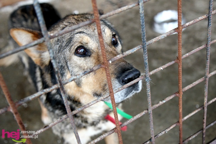 Pierwszy dzień otwarty schroniska dla zwierząt w Mielcu