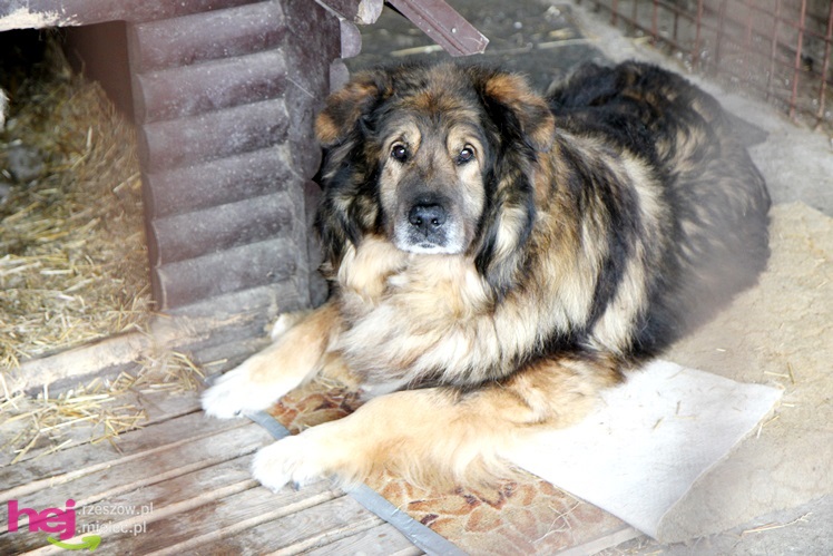 Pierwszy dzień otwarty schroniska dla zwierząt w Mielcu