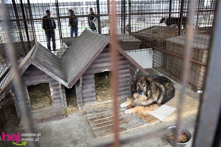 Pierwszy dzień otwarty schroniska dla zwierząt w Mielcu