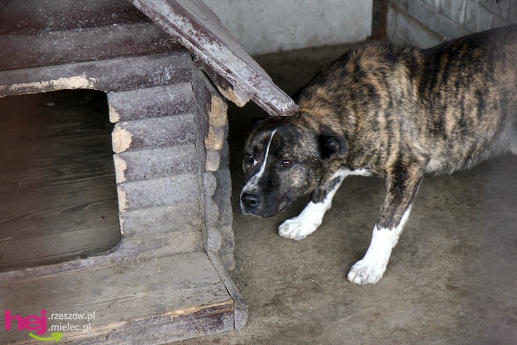 Pierwszy dzień otwarty schroniska dla zwierząt w Mielcu