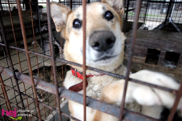 Pierwszy dzień otwarty schroniska dla zwierząt w Mielcu