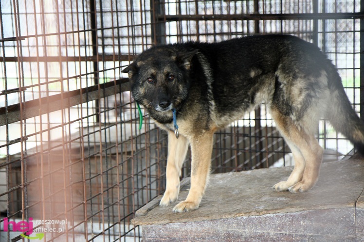 Pierwszy dzień otwarty schroniska dla zwierząt w Mielcu