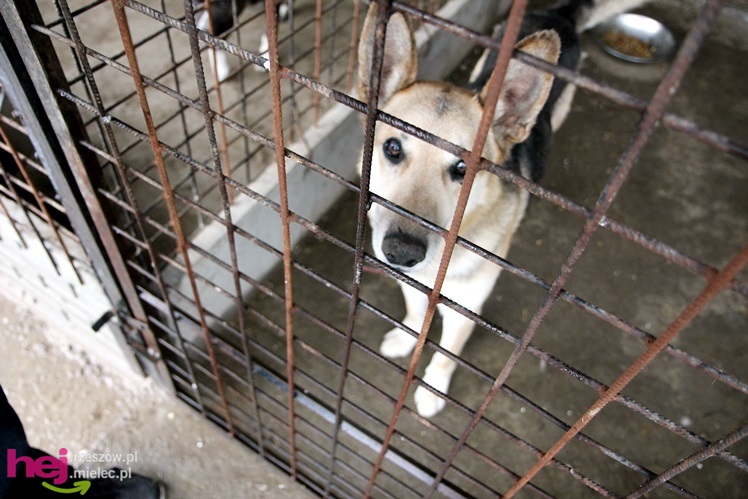 Pierwszy dzień otwarty schroniska dla zwierząt w Mielcu