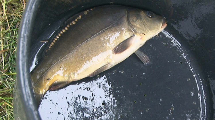 Wędkarski Dzień Dziecka: przyjechał marszałek województwa i poseł na Sejm