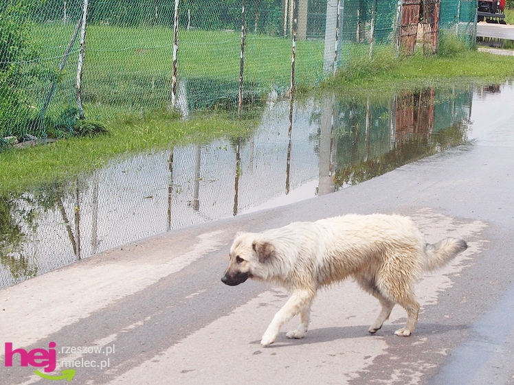 Podtopienia po nocnej ulewie. Problemy w Trześni, Ławnicy, Czajkowej i okolicy