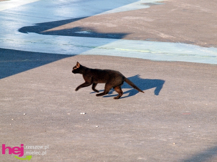 Prace budowlane na stadionie dobiegają końca - czerwiec 2013