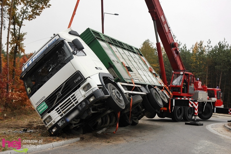 Na drodze wojewódzkiej Mielec - Kolbuszowa wywrócił się TIR wiozący świnie