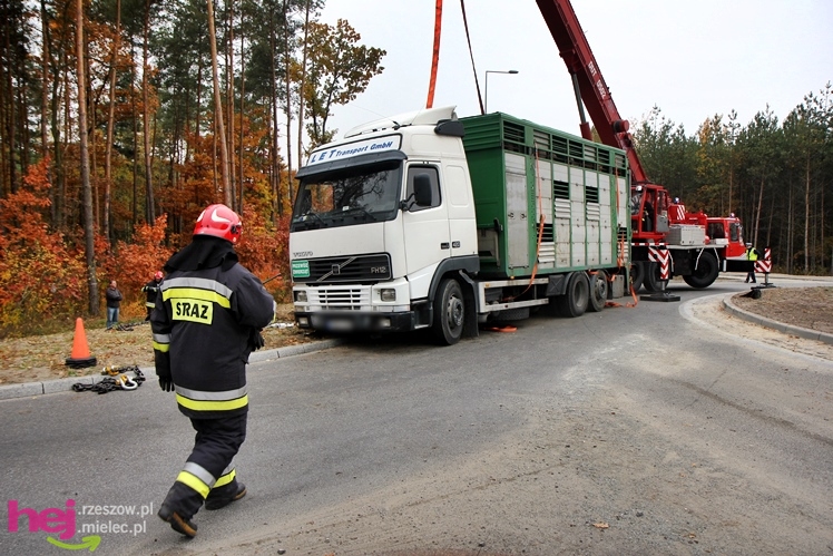 Na drodze wojewódzkiej Mielec - Kolbuszowa wywrócił się TIR wiozący świnie