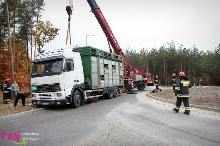 Na drodze wojewódzkiej Mielec - Kolbuszowa wywrócił się TIR wiozący świnie