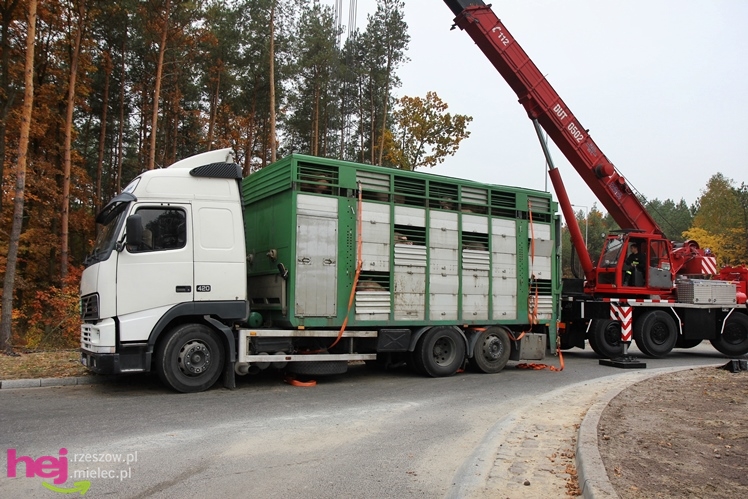 Na drodze wojewódzkiej Mielec - Kolbuszowa wywrócił się TIR wiozący świnie