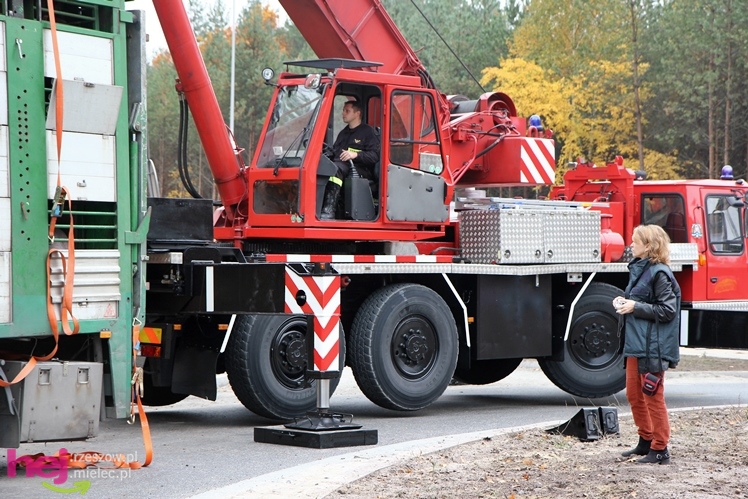 Na drodze wojewódzkiej Mielec - Kolbuszowa wywrócił się TIR wiozący świnie