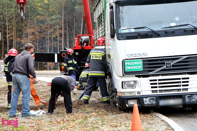 Na drodze wojewódzkiej Mielec - Kolbuszowa wywrócił się TIR wiozący świnie