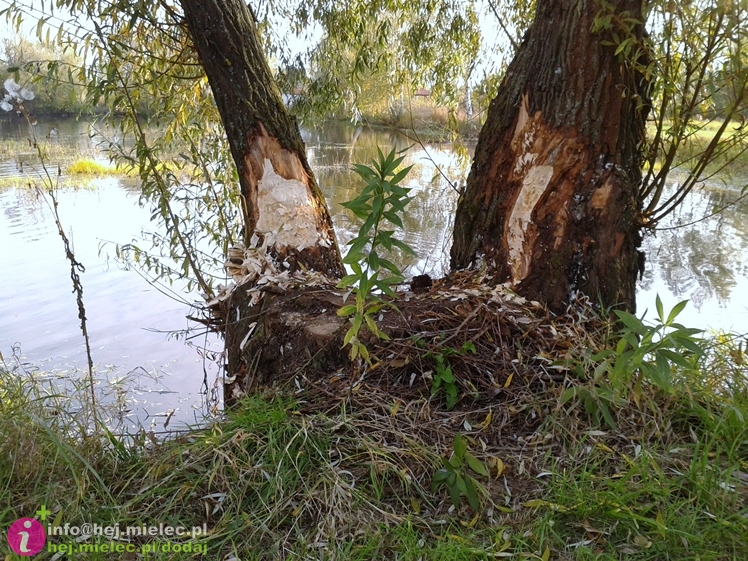 Bobry wprowadziły się na stawy w Rzemieniu. I czują się bardzo dobrze
