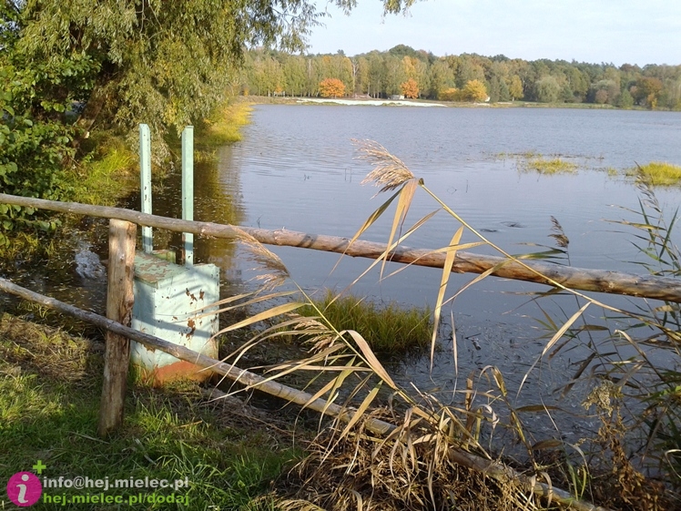 Bobry wprowadziły się na stawy w Rzemieniu. I czują się bardzo dobrze
