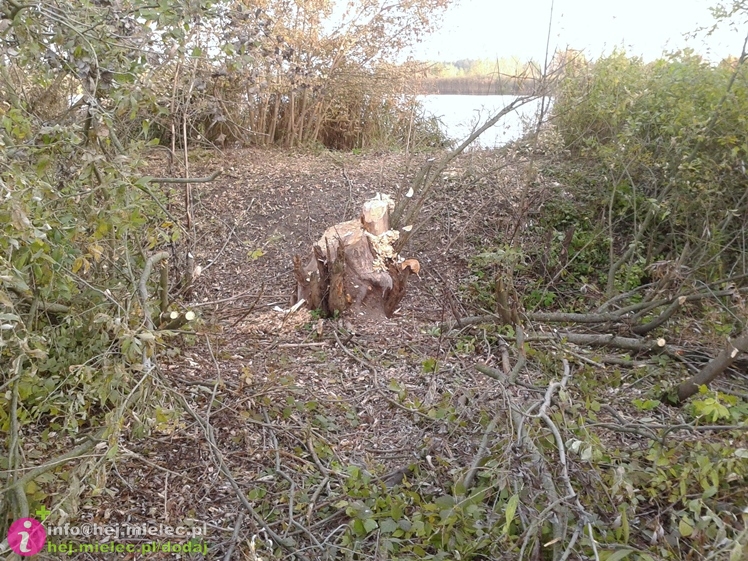 Bobry wprowadziły się na stawy w Rzemieniu. I czują się bardzo dobrze