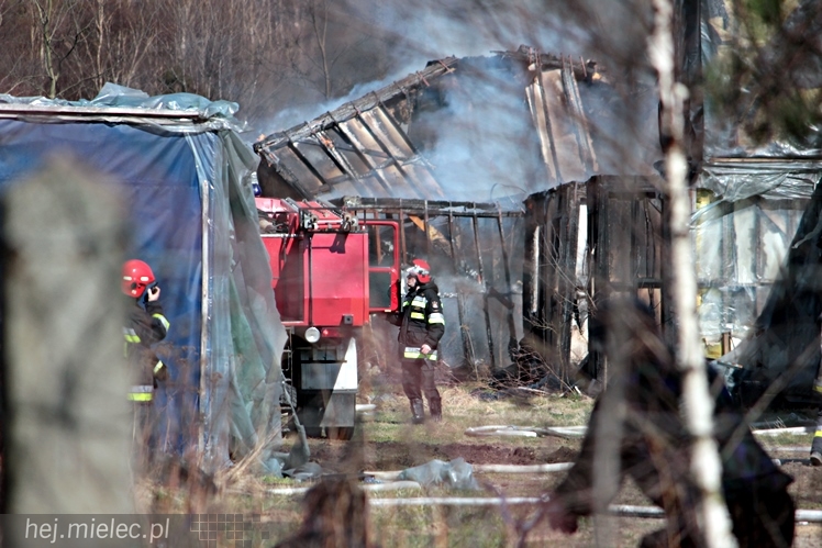 Pożar przy mieleckim lotnisku. Na miejscu kilkanaście wozów straży pożarnej
