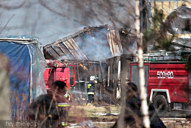 Pożar przy mieleckim lotnisku. Na miejscu kilkanaście wozów straży pożarnej