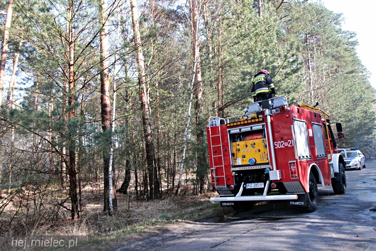 Pożar lasu w Woli Chorzelowskiej