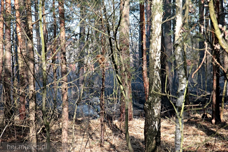 Pożar lasu w Woli Chorzelowskiej