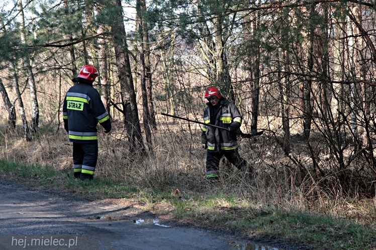Pożar lasu w Woli Chorzelowskiej