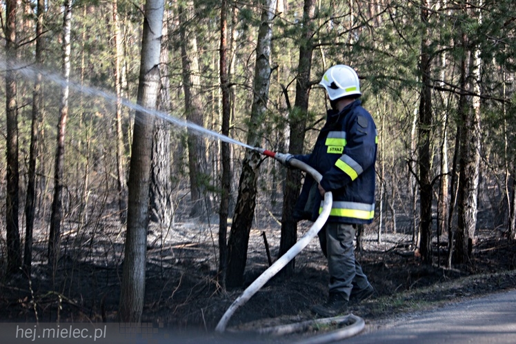 Pożar lasu w Woli Chorzelowskiej