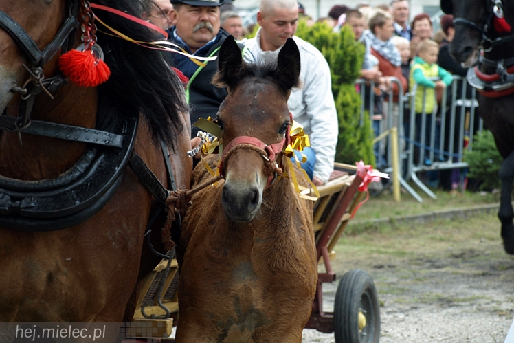 VI Wystawa i Parada Konna w Żarówce