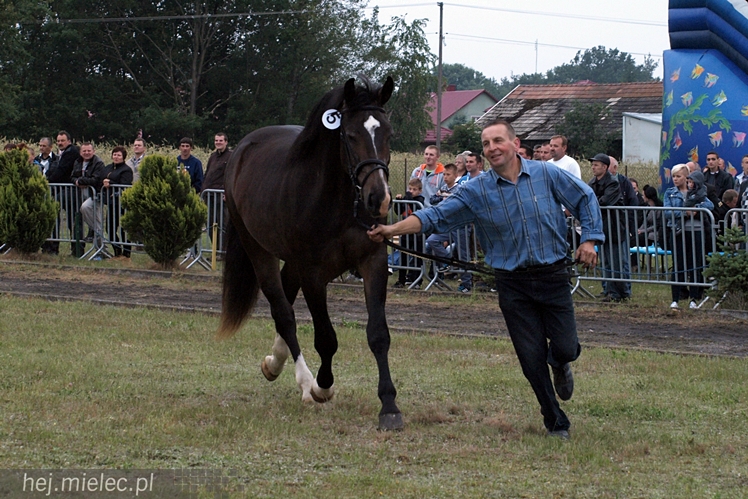 VI Wystawa i Parada Konna w Żarówce