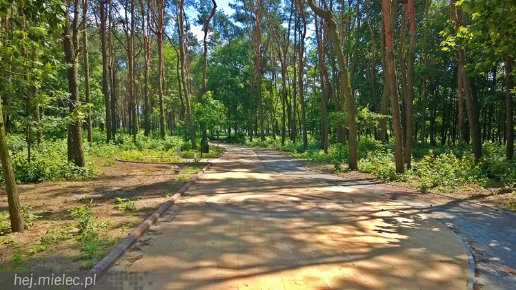 Pierwszy etap przebudowy lasku przy Baczyńskiego niemal gotowy [FOTO]