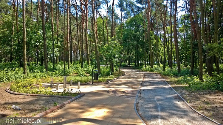 Pierwszy etap przebudowy lasku przy Baczyńskiego niemal gotowy [FOTO]