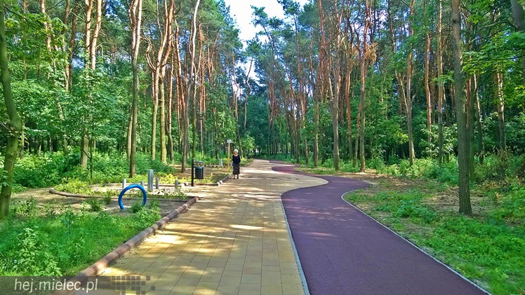 Pierwszy etap przebudowy lasku przy Baczyńskiego niemal gotowy [FOTO]
