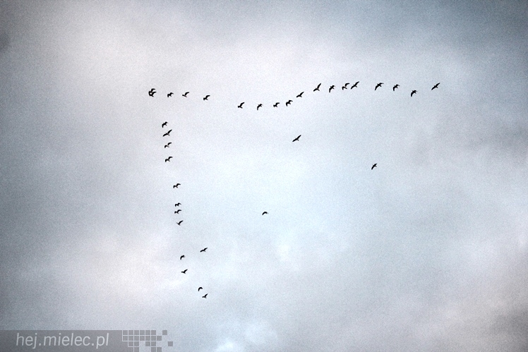 FKS Stal Mielec ? KS Energetyk ROW Rybnik 1:0