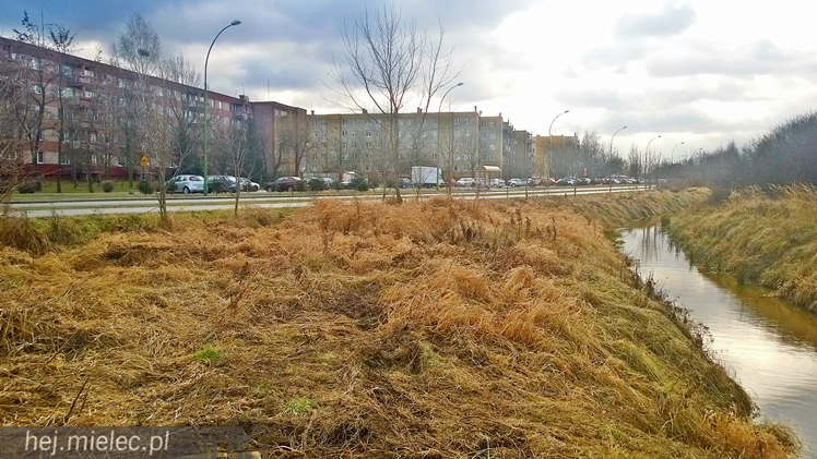 Bobry grasują w Osiedlu Szafera... kilkadziesiąt metrów od bloków
