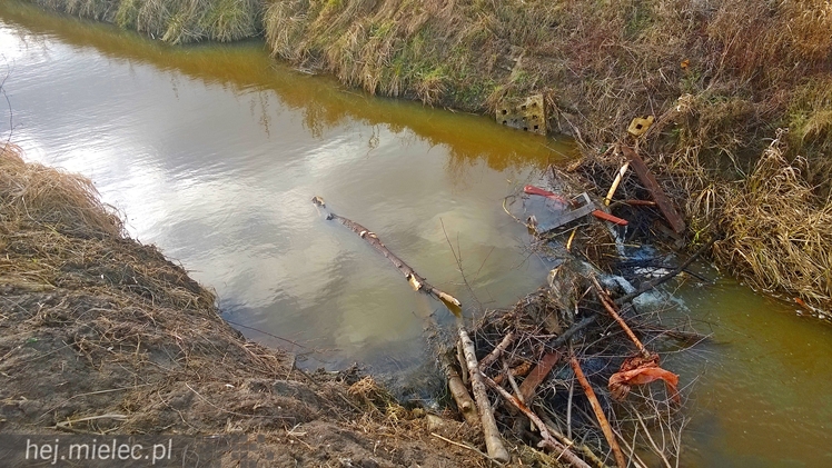 Bobry grasują w Osiedlu Szafera... kilkadziesiąt metrów od bloków