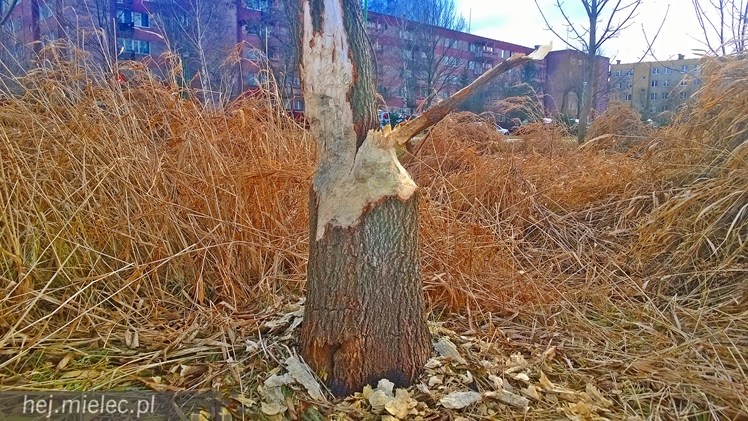 Bobry grasują w Osiedlu Szafera... kilkadziesiąt metrów od bloków