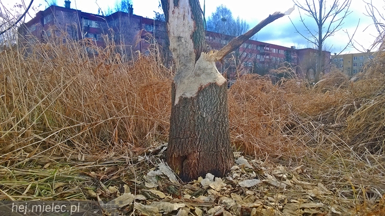 Bobry grasują w Osiedlu Szafera... kilkadziesiąt metrów od bloków