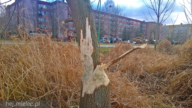 Bobry grasują w Osiedlu Szafera... kilkadziesiąt metrów od bloków