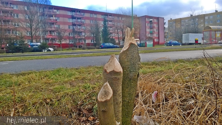 Bobry grasują w Osiedlu Szafera... kilkadziesiąt metrów od bloków