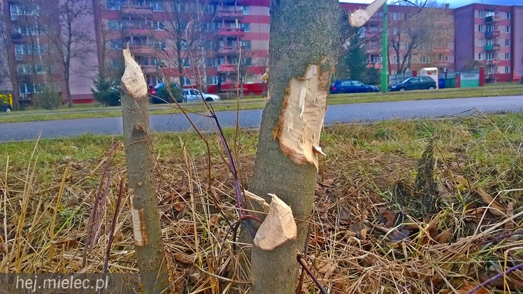 Bobry grasują w Osiedlu Szafera... kilkadziesiąt metrów od bloków