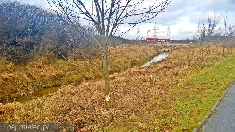 Bobry grasują w Osiedlu Szafera... kilkadziesiąt metrów od bloków