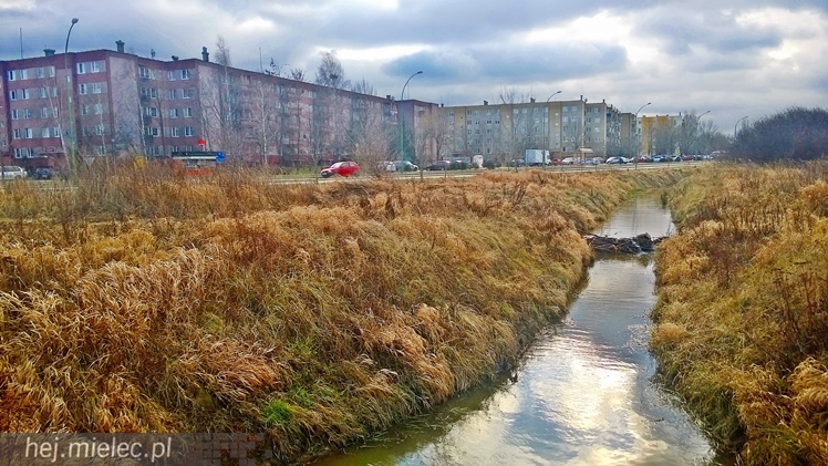 Bobry grasują w Osiedlu Szafera... kilkadziesiąt metrów od bloków
