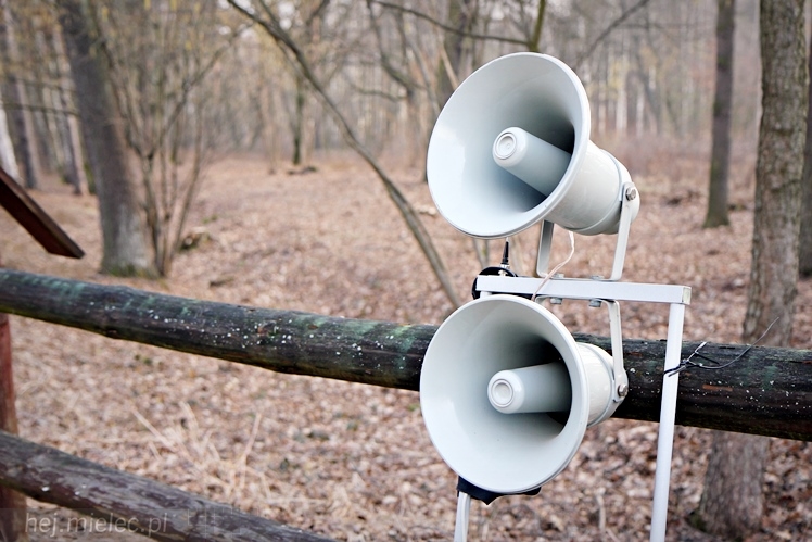 Symboliczne tabliczki Żołnierzy Niezłomnych odsłonięte. Szydłowieckie dęby pomnikami pamięci