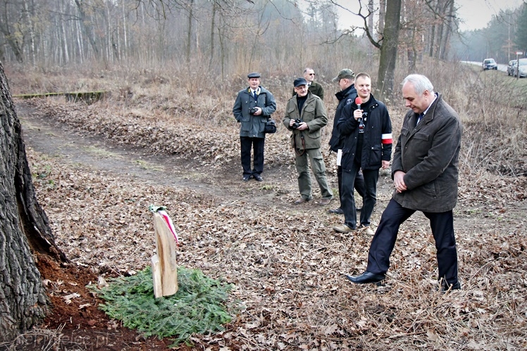 Symboliczne tabliczki Żołnierzy Niezłomnych odsłonięte. Szydłowieckie dęby pomnikami pamięci