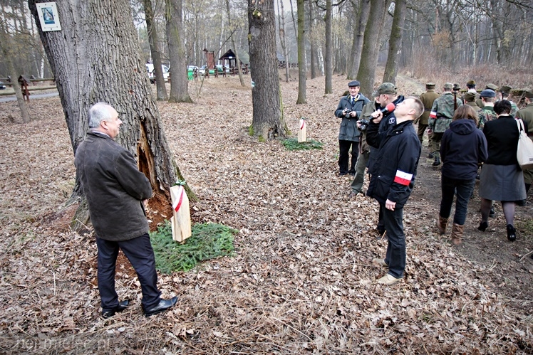 Symboliczne tabliczki Żołnierzy Niezłomnych odsłonięte. Szydłowieckie dęby pomnikami pamięci