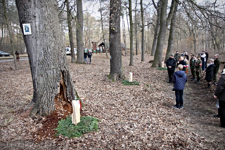 Symboliczne tabliczki Żołnierzy Niezłomnych odsłonięte. Szydłowieckie dęby pomnikami pamięci