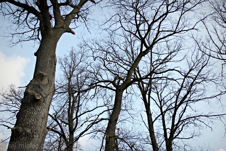 Symboliczne tabliczki Żołnierzy Niezłomnych odsłonięte. Szydłowieckie dęby pomnikami pamięci