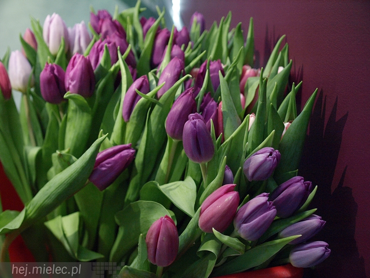 Dzień Kobiet w Joy Fitness Club