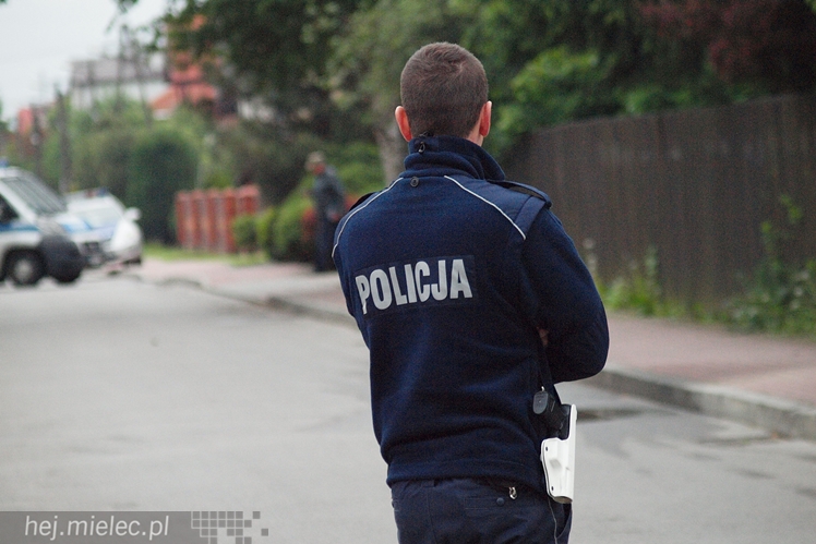 Samica łosia na ulicach Mielca