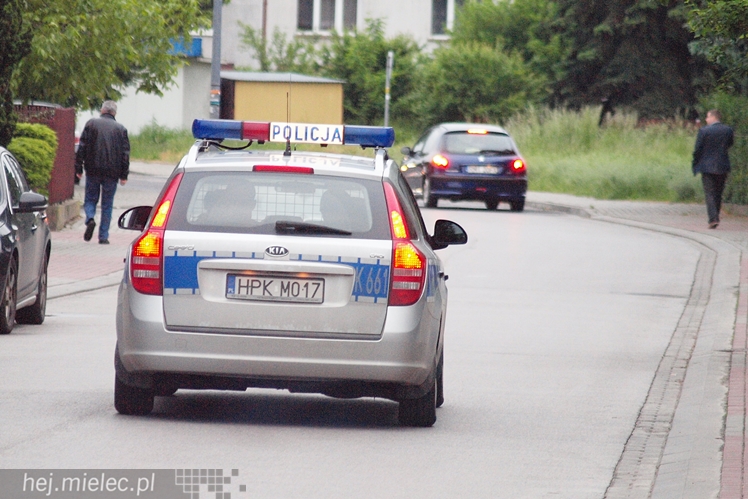 Samica łosia na ulicach Mielca