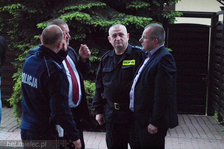 Samica łosia na ulicach Mielca