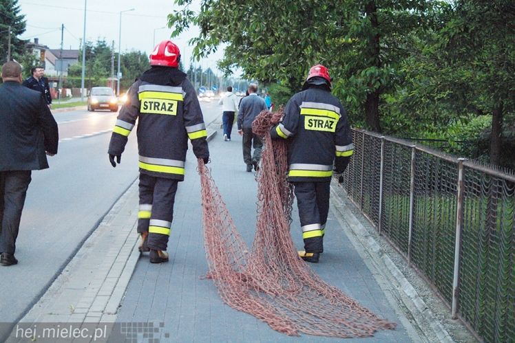 Samica łosia na ulicach Mielca